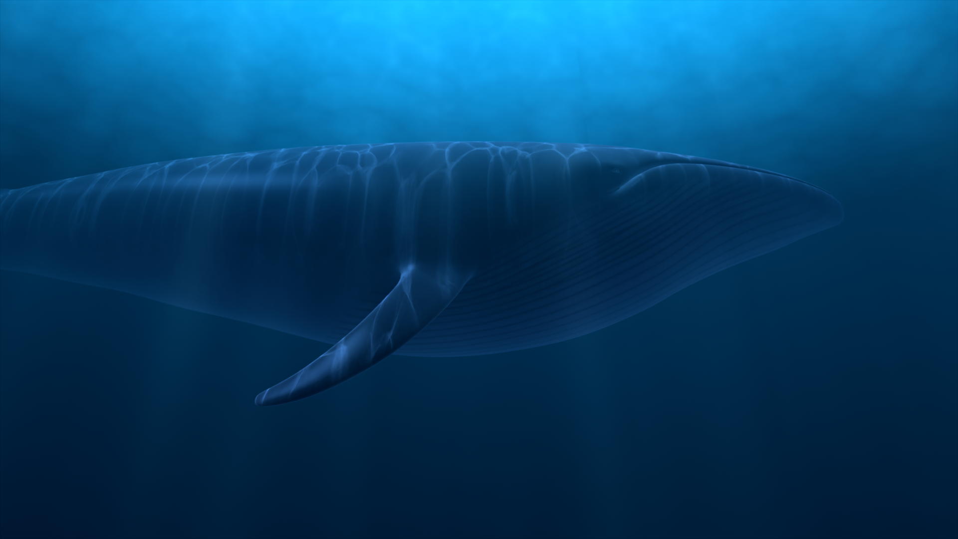 Whale Superhighway – Last Pixel
